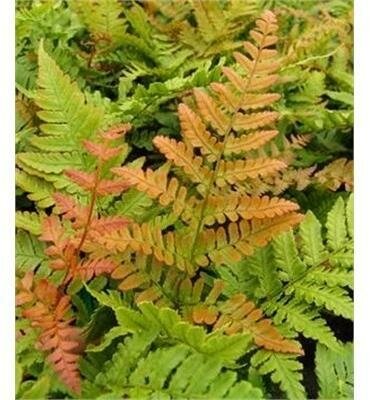 Brilliance Autumn Fern