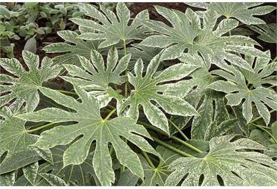 Spider's Web Fatsia Japonica