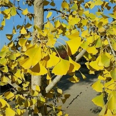 Autumn Gold Maidenhair Tree