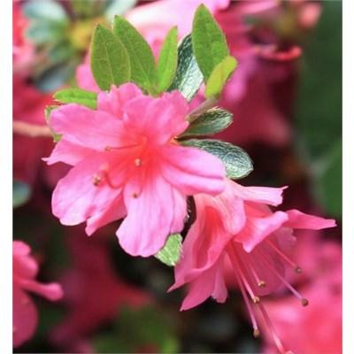 Beni no Tsukasa Japanese Azalea