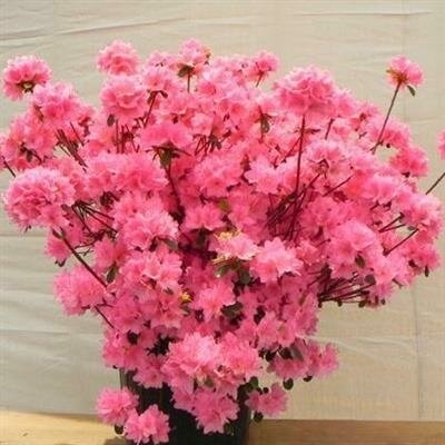 Blaauw's Pink Azalea - image 1