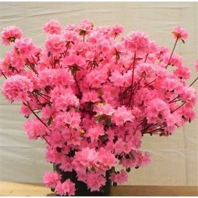 Blaauw's Pink Azalea - image 1