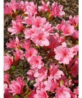 Blaauw's Pink Azalea - image 2