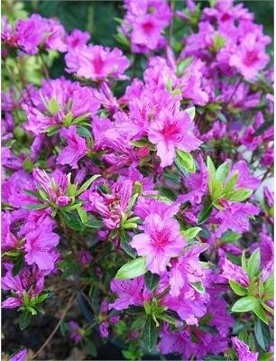 Blue Danube Azalea