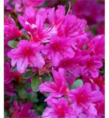 Girard's Fuchsia Azalea