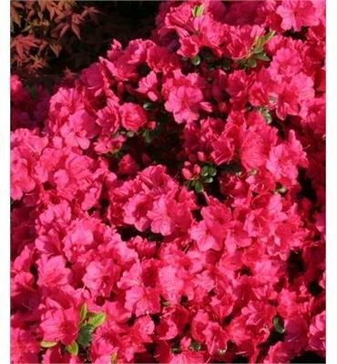 Kimono Canzonetta Azalea