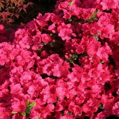 Kimono Canzonetta Azalea - image 2