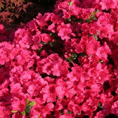 Kimono Canzonetta Azalea - image 2