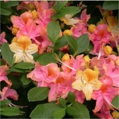 Garden Rainbow Deciduous Azalea