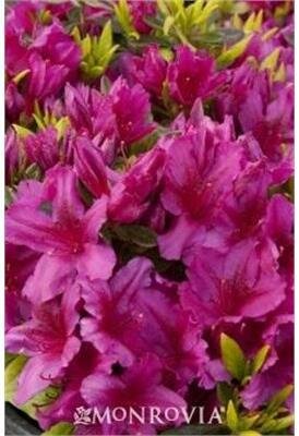 Girard Fuchsia Azalea
