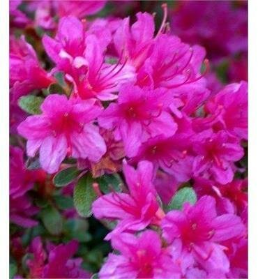 Girard'S Fuchsia Azalea