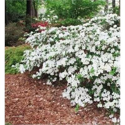 Girard's Pleasant White Azalea