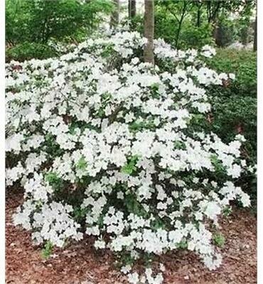 Girard's Pleasant White Azalea - image 2