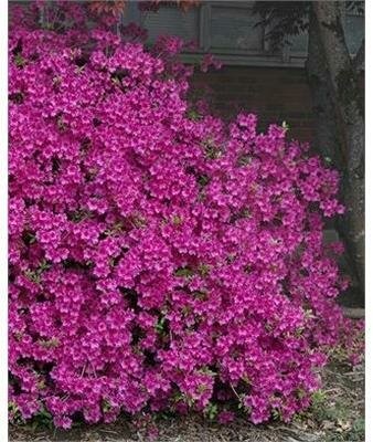 Girard'S Variegated Gem Azalea