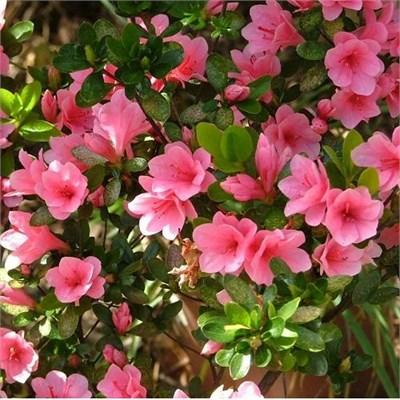 Gumpo Pink Japanese Azalea
