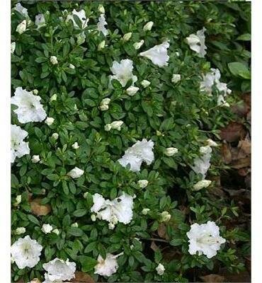 Gumpo White Azalea