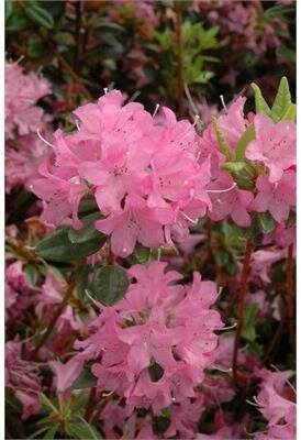 Hardijzer's Beauty Azalea