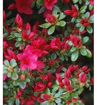 Hino Crimson Azalea