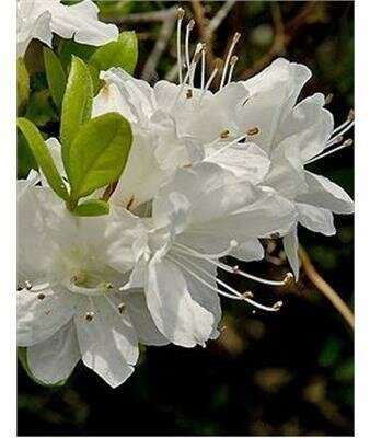 Hino White Japanese Azalea