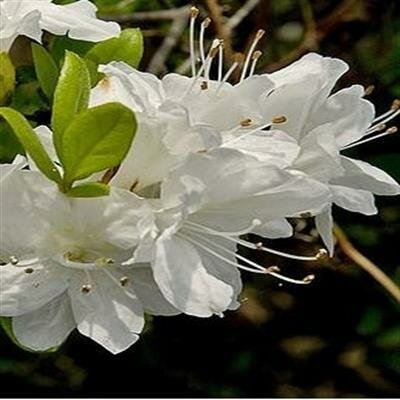 Hino White Azalea Dwarf