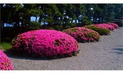 Osakazuki Satsuki Japanese Azalea