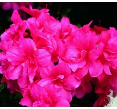 Kimono Maraschino Azalea