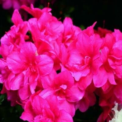 Kimono Maraschino Azalea - image 2