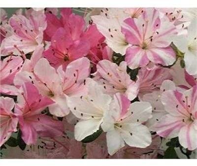 Sai no Matsuzaka Japanese Azalea