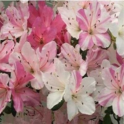 Sai no Matsuzaka Japanese Azalea