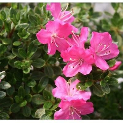 Mai Ohgi Japanese Azalea