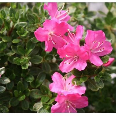 Mai Ohgi Japanese Azalea