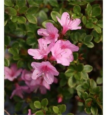 Hane Otame Japanese Azalea