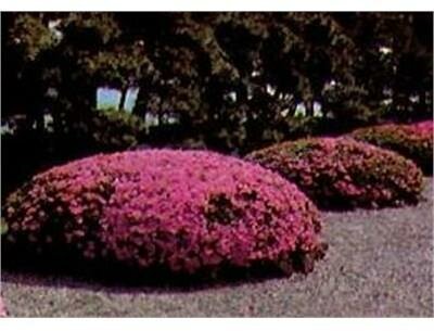 Osakazuki Satsuki Japanese Azalea