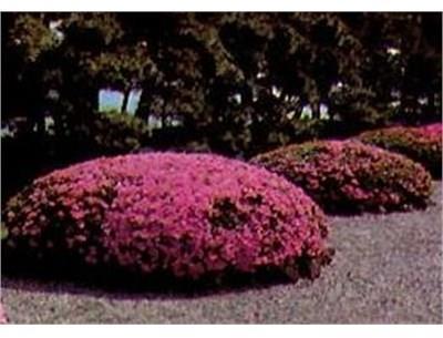 Osakazuki Satsuki Japanese Azalea