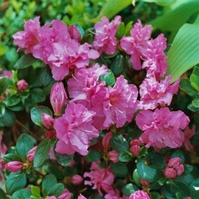 Petticoat Japanese Azalea