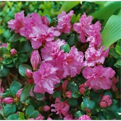 Petticoat Japanese Azalea