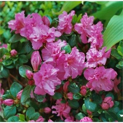 Petticoat Japanese Azalea