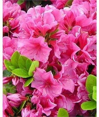 Pink Clusters Japanese Azalea