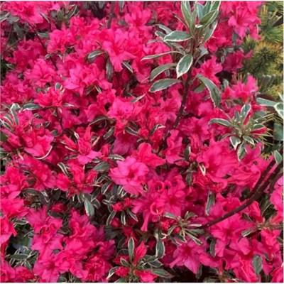 Girard's Variegated Gem Azalea