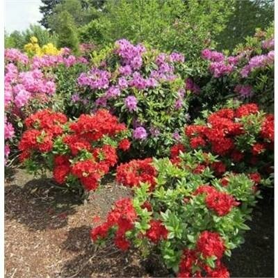 Red Demon Deciduous Azalea