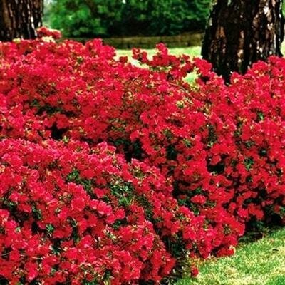 Red Red Japanese Azalea