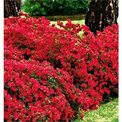 Red Red Japanese Azalea