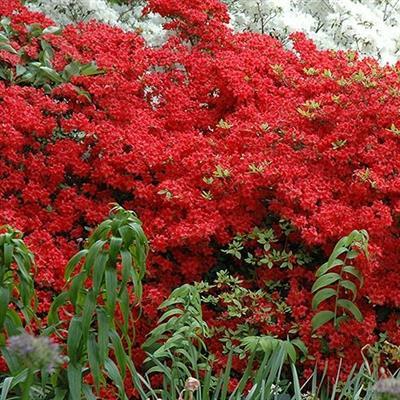 Stewartsonian Japanese Azalea - image 2