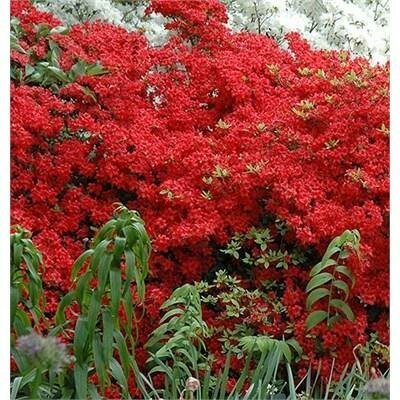 Stewartsonian Japanese Azalea