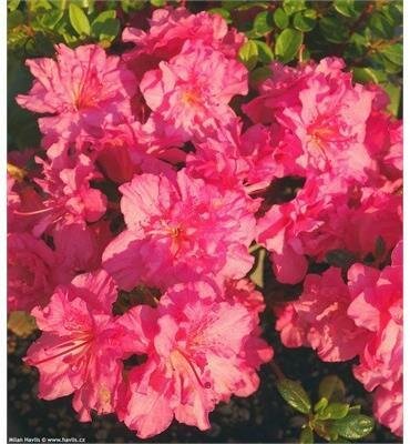 Petticoat Japanese Azalea