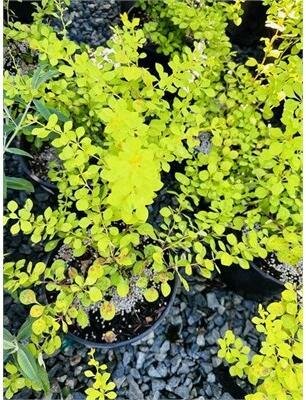 Dwarf Golden Barberry
