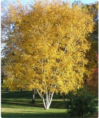 Clumping Paperbark Birch