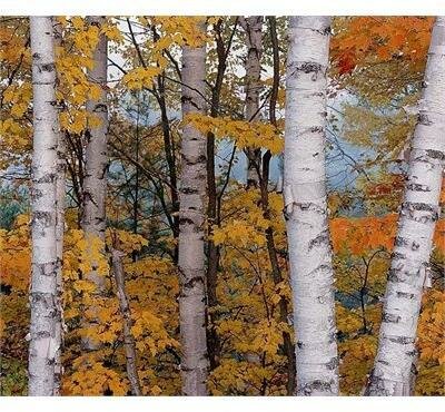 White Paperbark Birch (Jacquemonti)