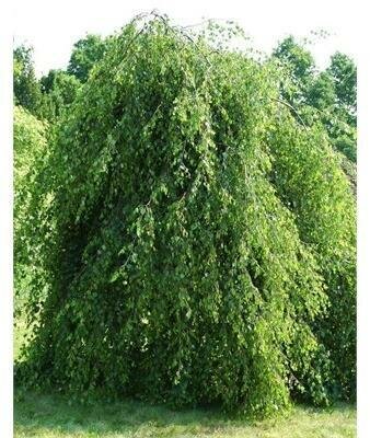 Young's Weeping Birch