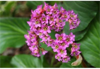 Pink Cloud Big Leaf Bergenia
